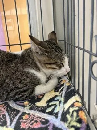 An adult medium-sized male Domestic Short Hair cat named Hallow for adoption in Baton Rouge, LA