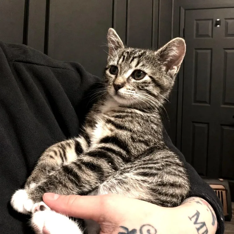A baby small-sized female Gray / Blue / Silver Domestic Short Hair cat named Victoria for adoption in Long Beach, CA