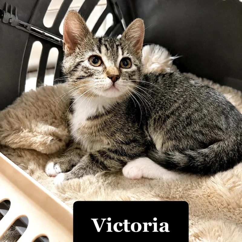 Victoria thumbnail 2
