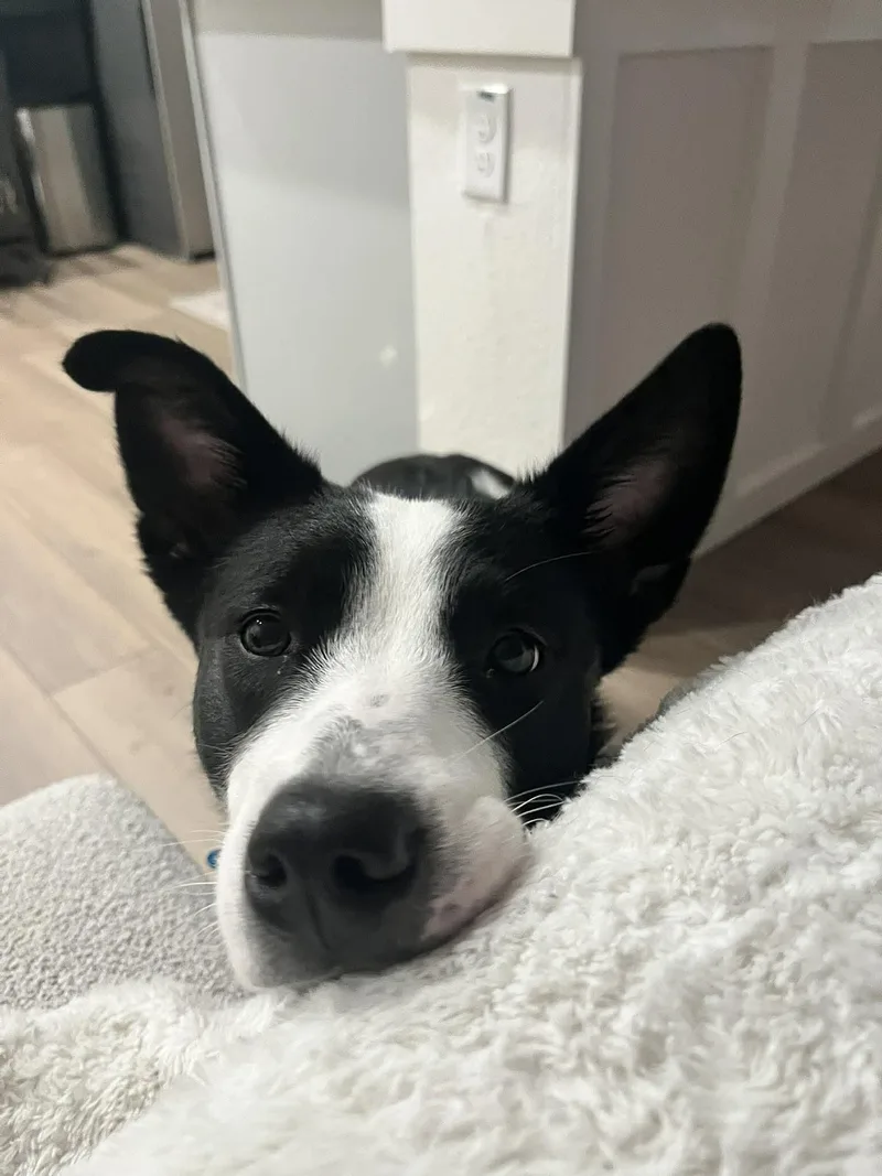 An adult medium-sized female White / Cream Border Collie dog named Luna "Lu" for adoption in Fort Worth, TX