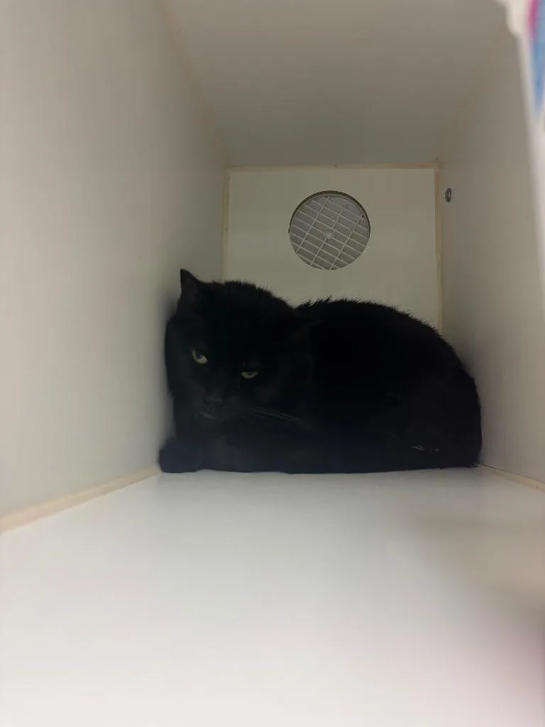 An adult medium-sized female Domestic Long Hair cat named Stormy for adoption in Johnson City, TN