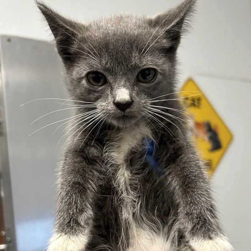 A baby small-sized female Gray / Blue / Silver Domestic Short Hair cat named Petunia for adoption in Greenville, SC