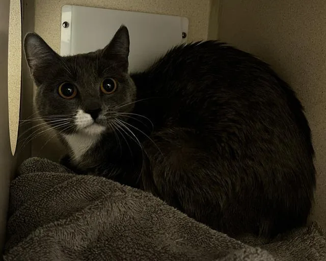 An adult small-sized female Domestic Short Hair cat named Biology for adoption in Denver, CO