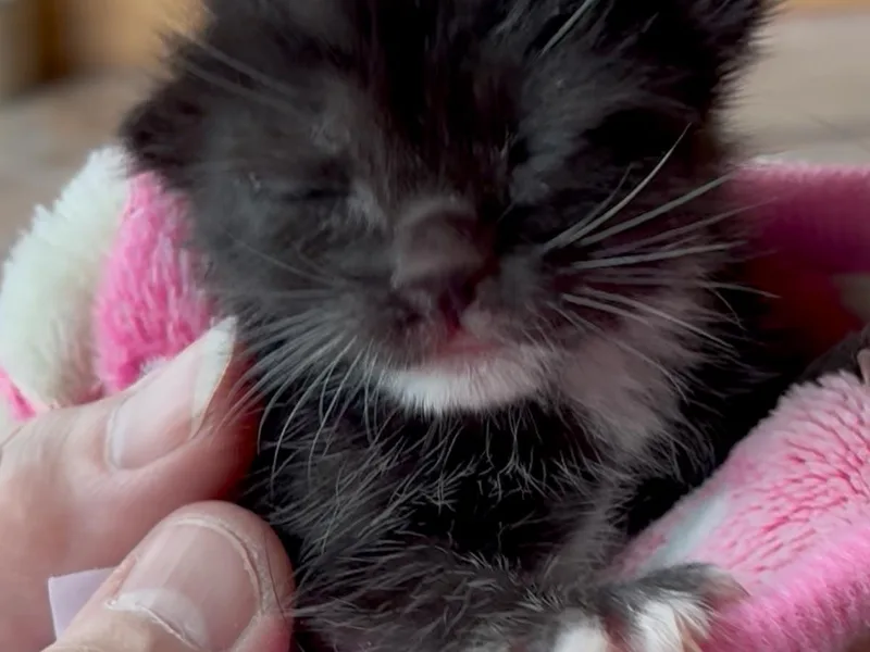A baby medium-sized female Black & White / Tuxedo Domestic Short Hair cat named Cher for adoption in Great Neck, NY