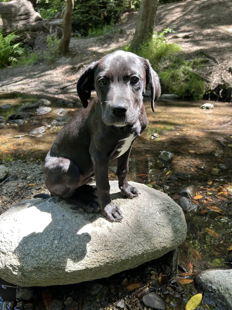 A young large-sized male Terrier dog named Van for adoption in Sunnyvale, CA