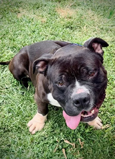 An adult medium-sized male American Bulldog dog named Johnny for adoption in Lodi, CA