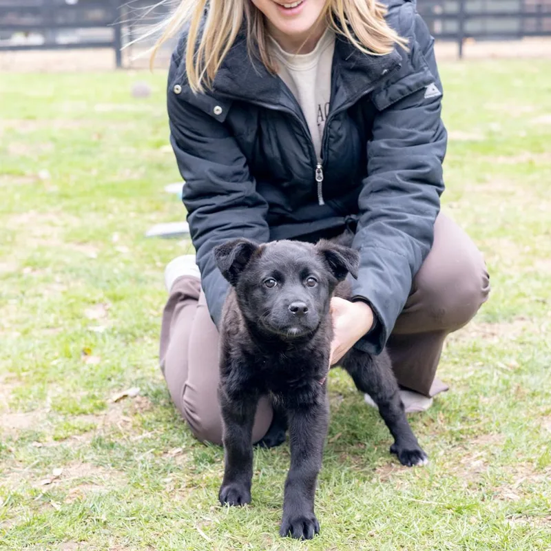 Parsleyavail thumbnail 2