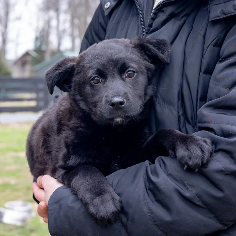 Parsleyavail thumbnail 3