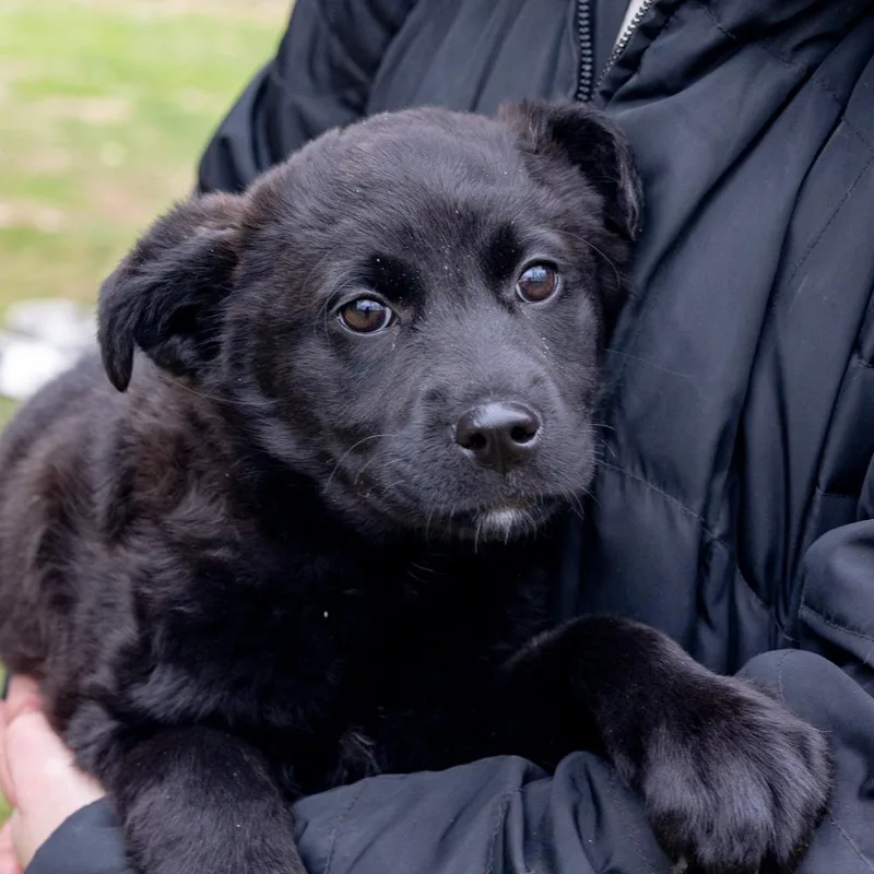 Parsleyavail thumbnail 4