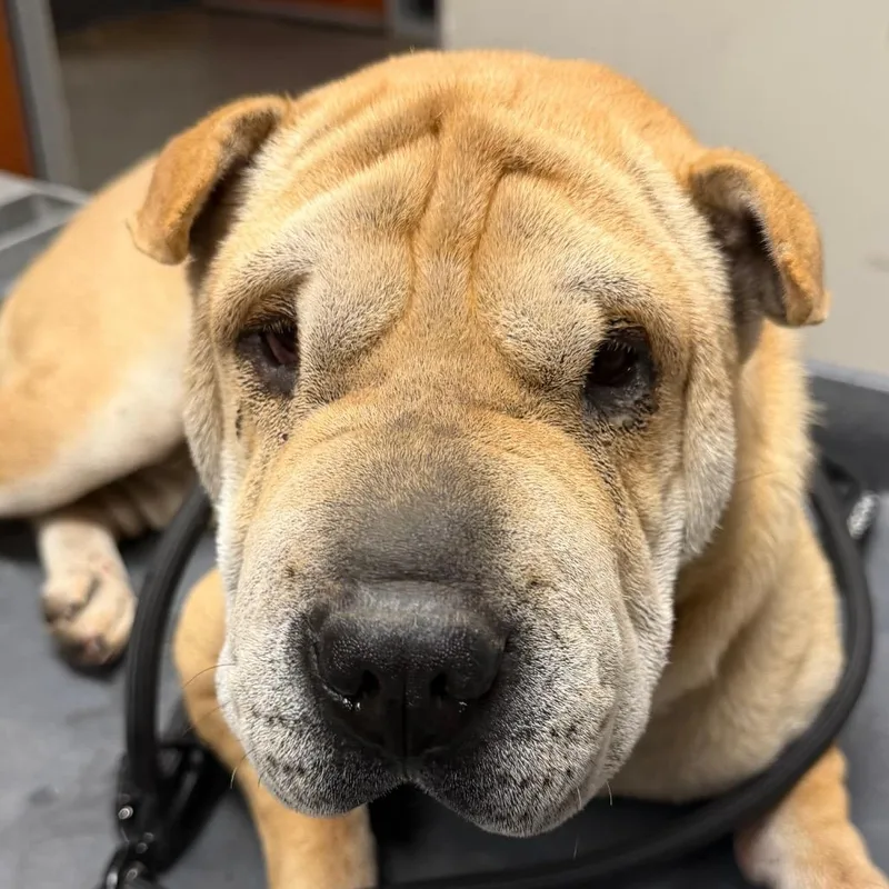 A young medium-sized female Yellow / Tan / Blond / Fawn Shar-Pei dog named Sally for adoption in Yuma, AZ