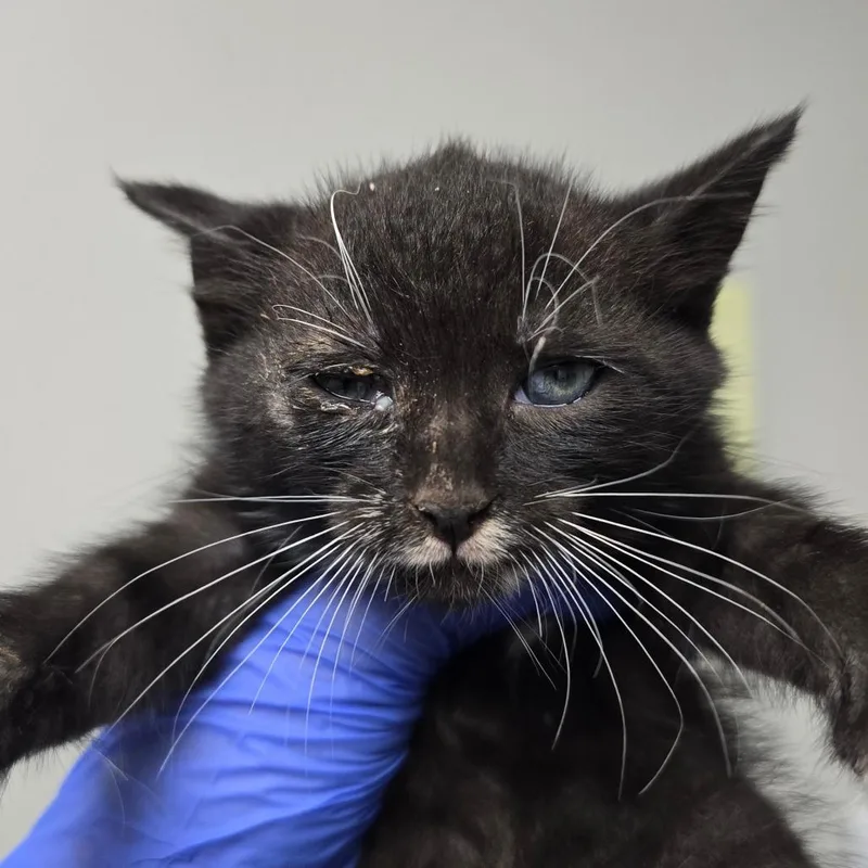 A baby small-sized female Black Domestic Short Hair cat named Jazz for adoption in Concord, NC