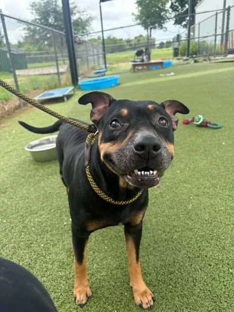 An adult large-sized male Pit Bull Terrier dog named A for adoption in Pasadena, TX