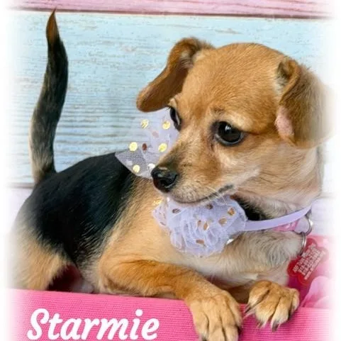 An adult small-sized female Brown / Chocolate Chihuahua dog named Starmie for adoption in Tulsa, OK