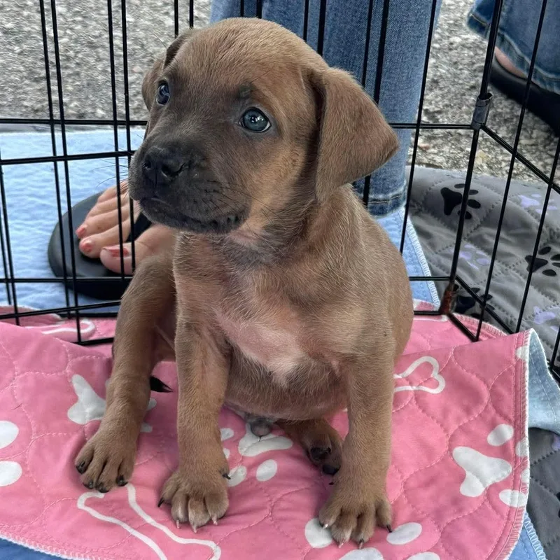 A baby medium-sized male German Shepherd Dog named Bones for adoption in Melbourne , FL