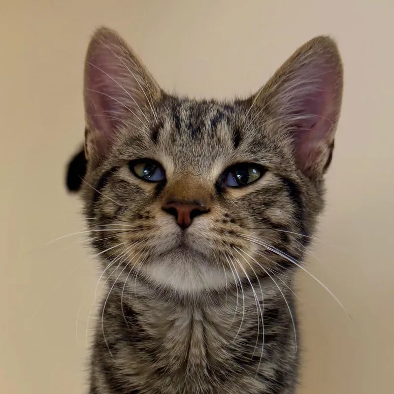 A baby medium-sized male Brown / Chocolate Domestic Short Hair cat named Fuller for adoption in Harrisonburg, VA