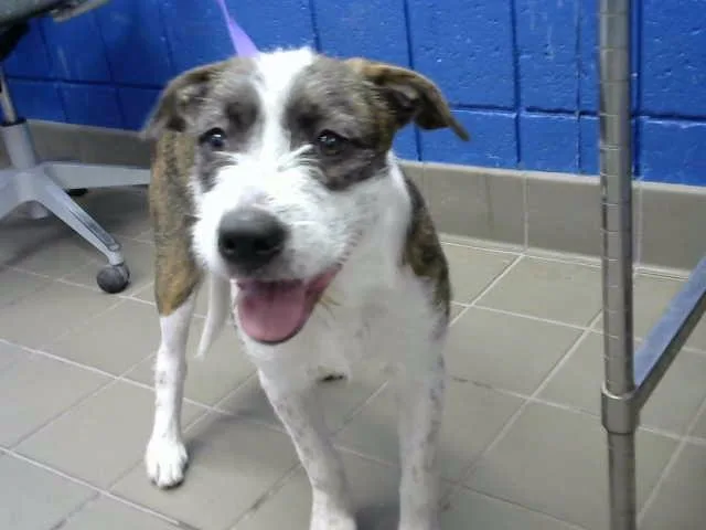 An adult medium-sized female Border Terrier dog named Mancho for adoption in Albuquerque, NM