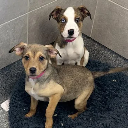 Detective Daisy thumbnail 2