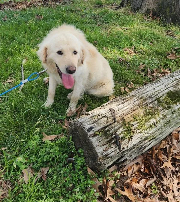 A young medium-sized male Great Pyrenees dog named Dodger for adoption in Cleveland, TN