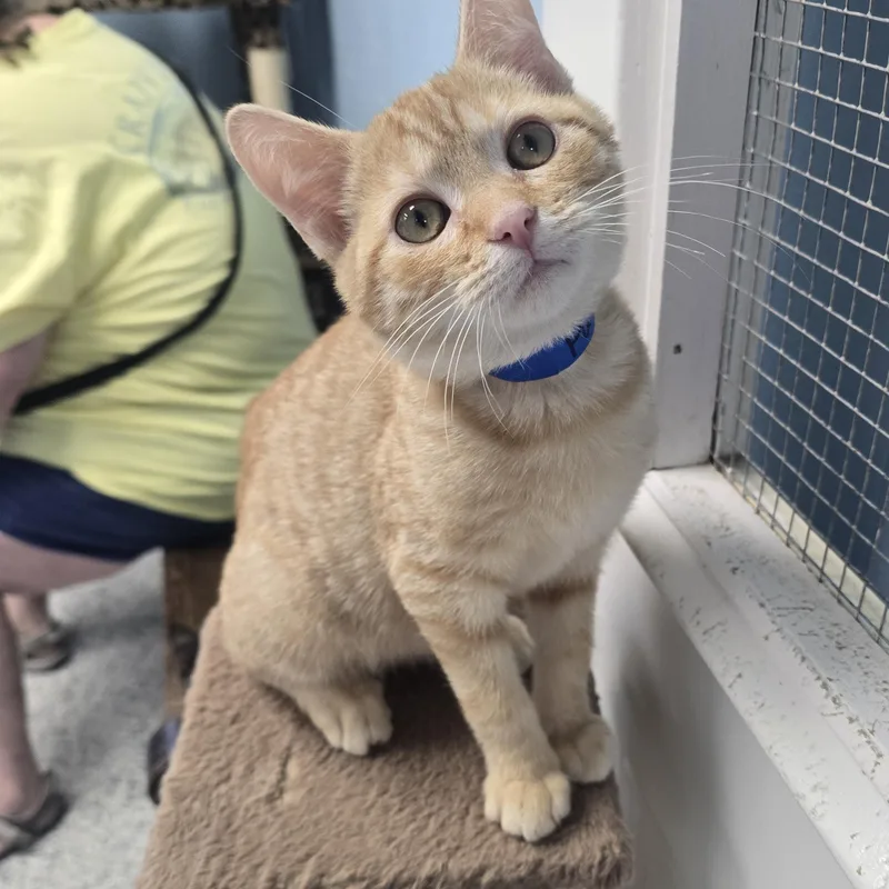 A baby medium-sized male Orange / Red Domestic Short Hair cat named Pumpkin for adoption in Farmington, MO