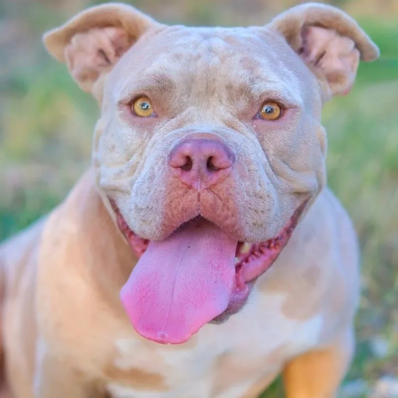 An adult medium-sized female English Bulldog dog named Gracie Lou Snaggletooth for adoption in Bastrop, TX