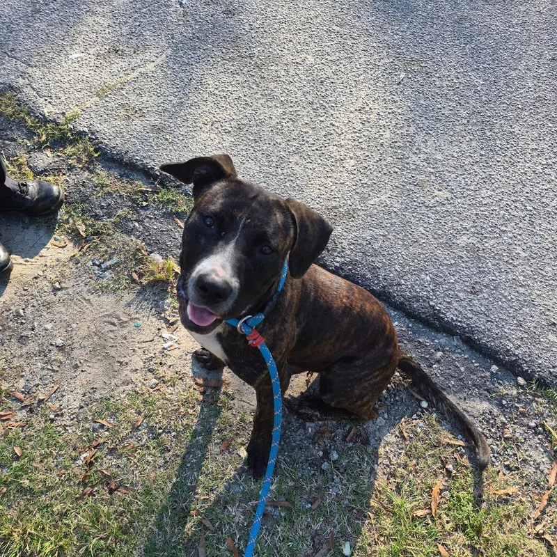 An adult medium-sized male Brindle Mixed Breed dog named StrayWinstonRoad for adoption in Columbus, GA