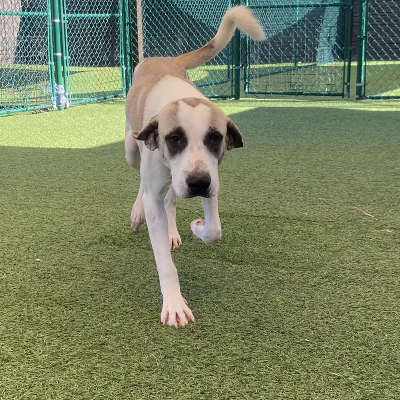 A young large-sized male Mixed Breed dog named Stanley for adoption in LOXAHATCHEE, FL