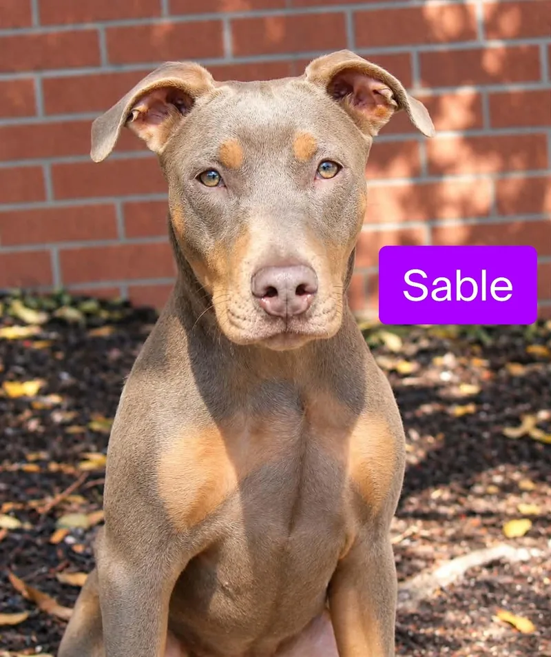 Sable thumbnail 2