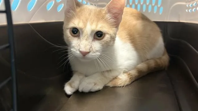 A young medium-sized male Domestic Short Hair cat named Rudy for adoption in Houston, TX