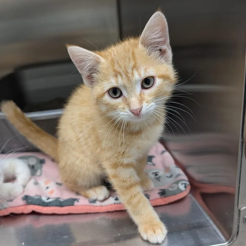 A baby small-sized male Orange / Red Domestic Short Hair cat named Koi for adoption in Detroit Lakes, MN