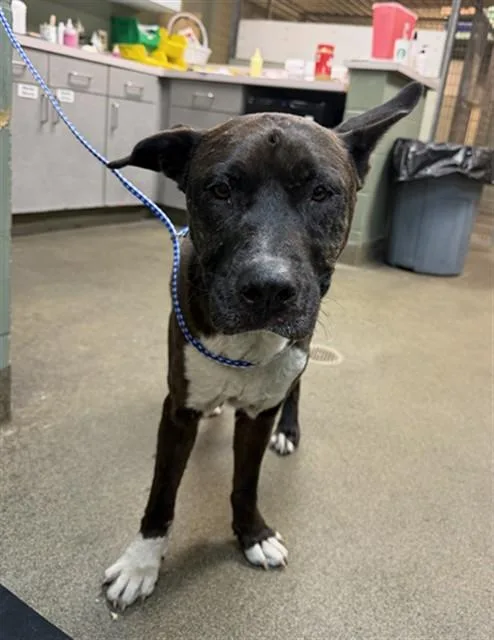 An adult large-sized male Mixed Breed dog named Mr Pickles for adoption in Jacksonville, FL