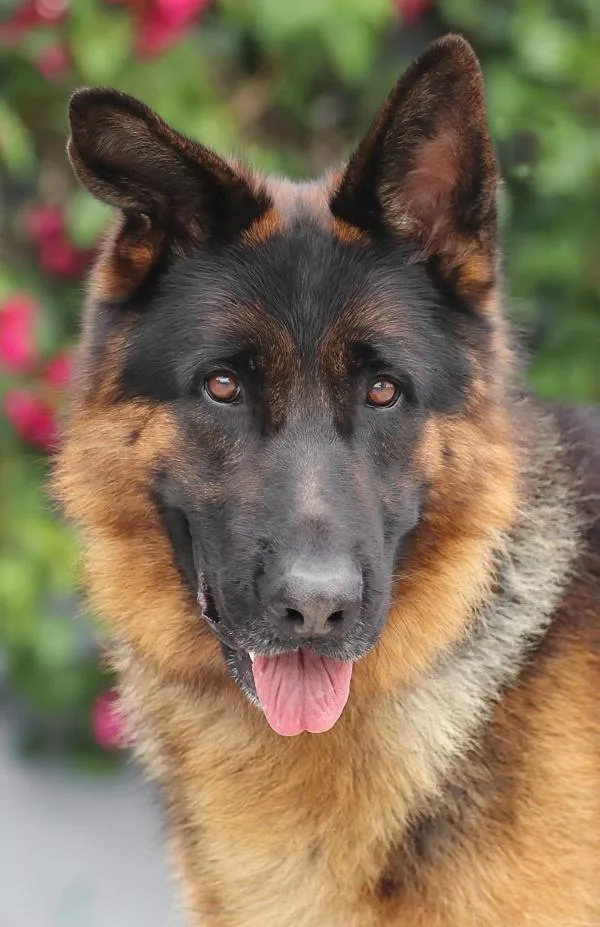 A young large-sized male Black German Shepherd Dog dog named Rocky von Rauda for adoption in Los Angeles, CA