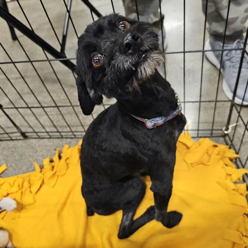 An adult small-sized male Black Terrier dog named Zorro for adoption in Apple Valley, CA