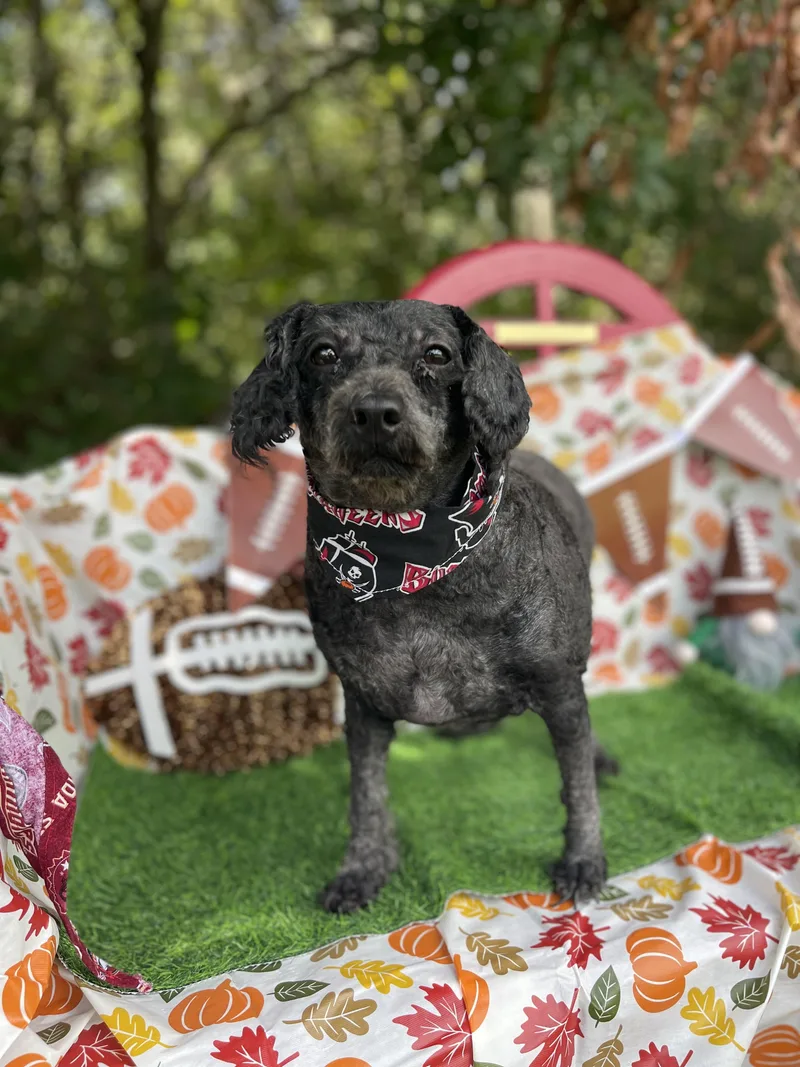 An adult small-sized female Miniature Poodle dog named Phoebe for adoption in Sebring, FL