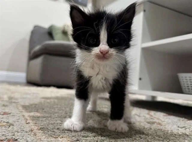 A baby small-sized male Domestic Medium Hair cat named Chili for adoption in Moreno Valley, CA