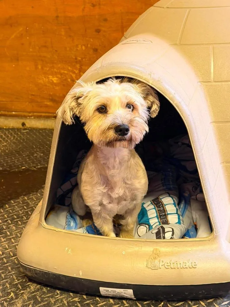 An adult small-sized female White / Cream Schnauzer dog named Pipa for adoption in Cortez, CO