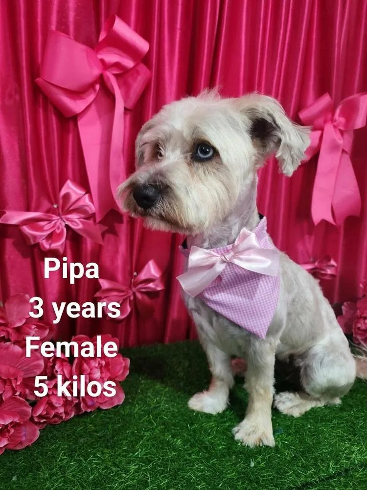 Pipa thumbnail 2