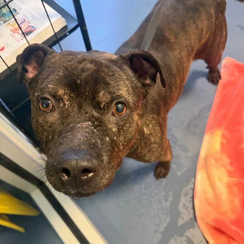 Slim Jim thumbnail 3