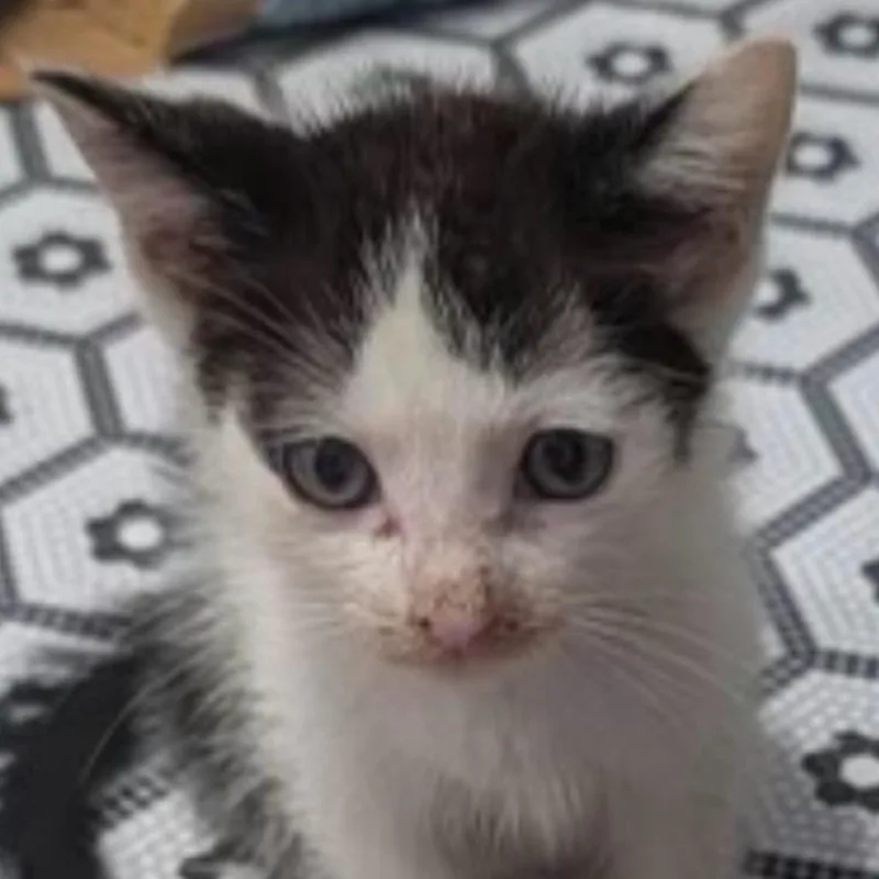A baby small-sized male Black American Shorthair cat named Tiny for adoption in Freeport, FL