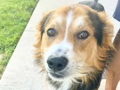 An adult large-sized male Tricolor (Brown, Black, & White) Mixed Breed dog named Aquaman for adoption in Georgetown, TX