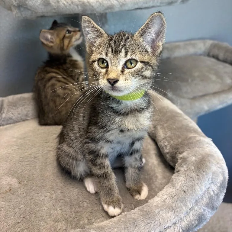 A young medium-sized male Domestic Short Hair cat named Cosmos for adoption in Nevada, MO