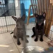 A baby medium-sized male Black Mixed Breed dog named Cullen for adoption in Frederiksted, VI