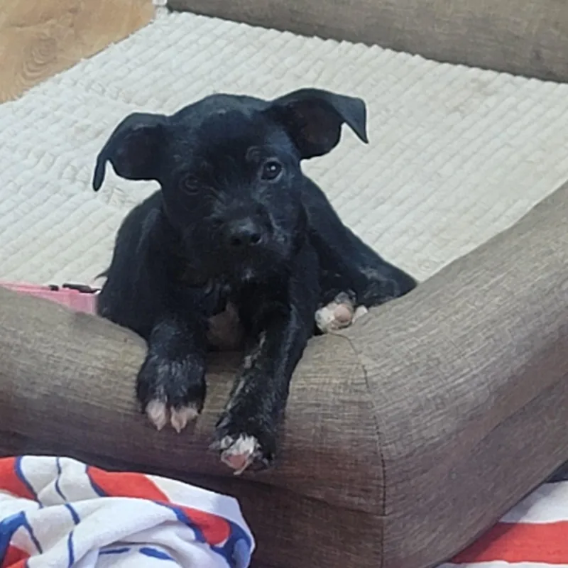 A young medium-sized female Terrier dog named Cersie for adoption in Magnolia, TX