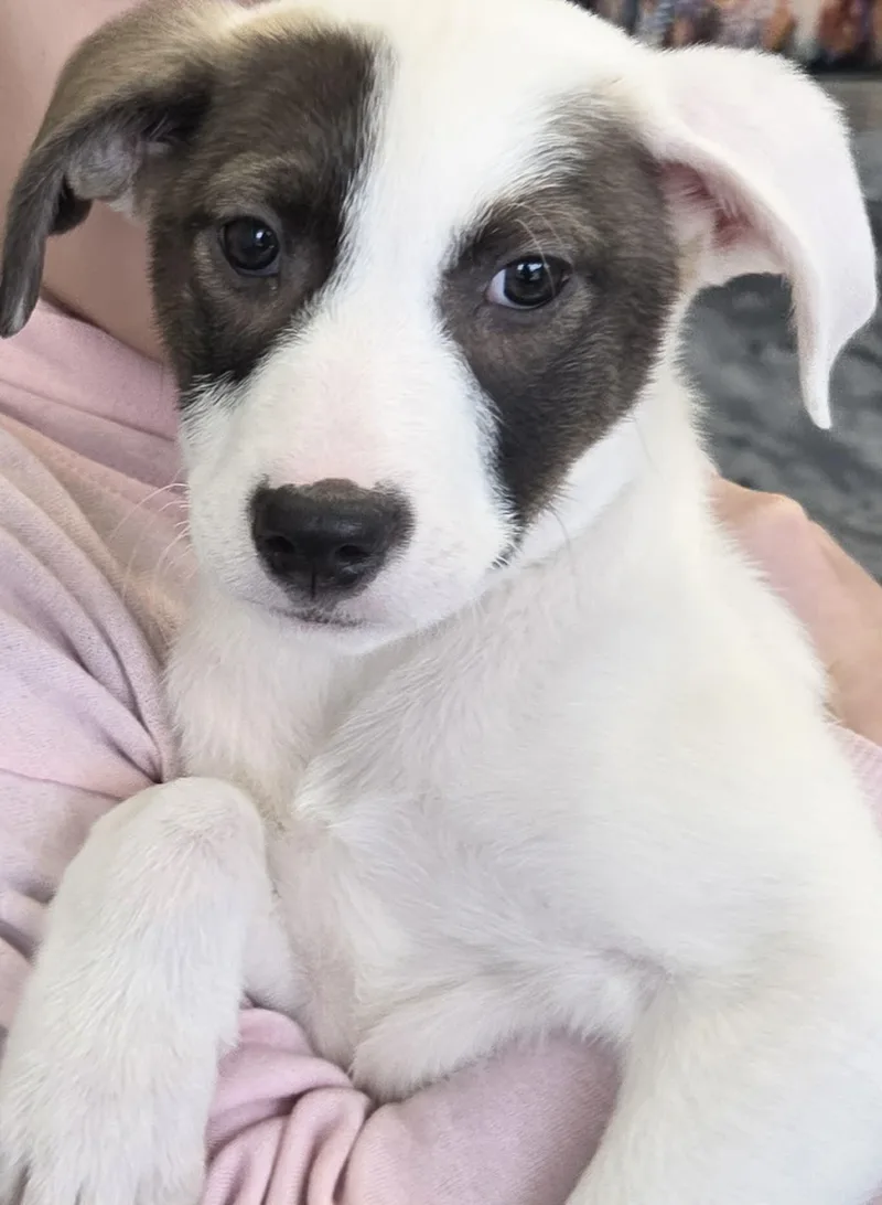 Cammie The Pyrenees Puppy! thumbnail 5