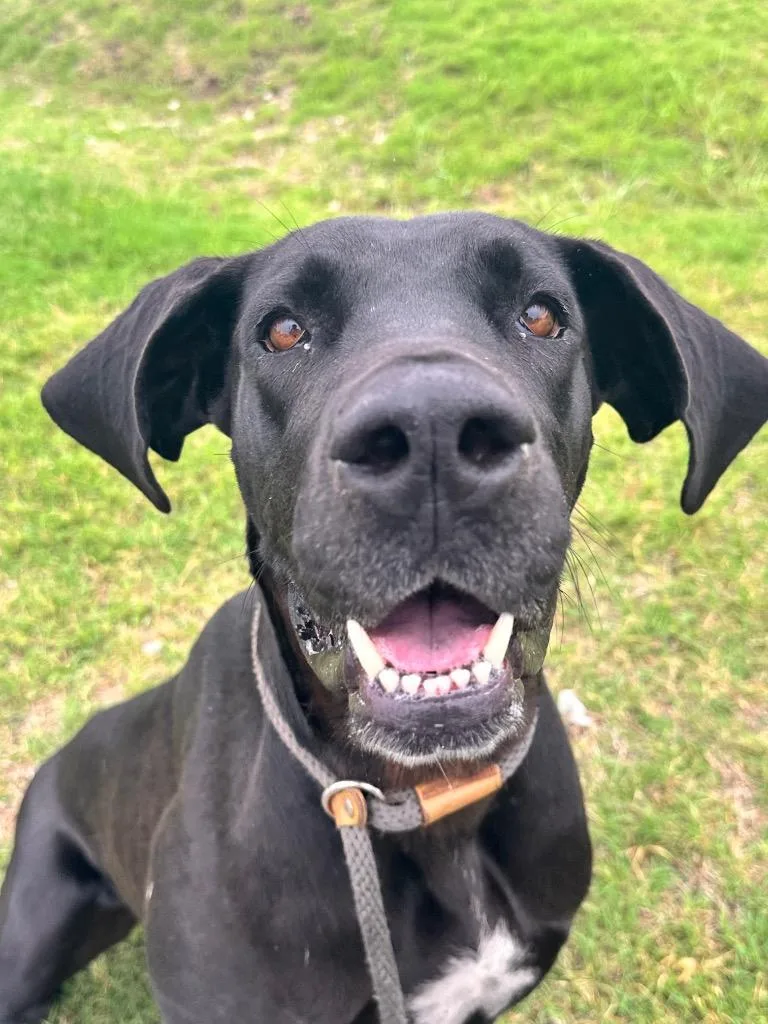 A young medium-sized female Great Dane dog named Zenyatta for adoption in Newcastle, OK