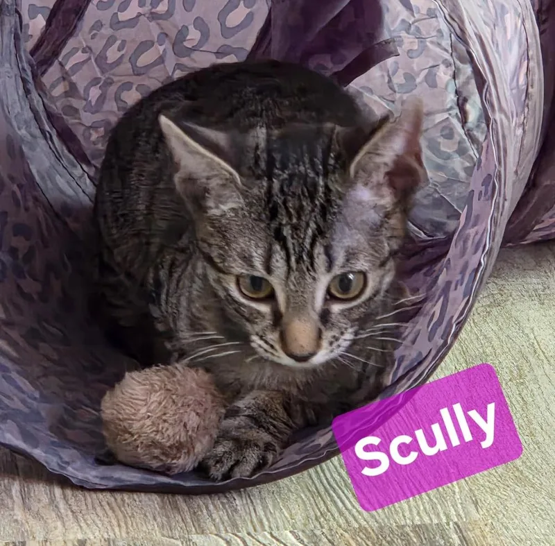 A baby small-sized female Domestic Short Hair cat named Scully for adoption in Dallas, TX