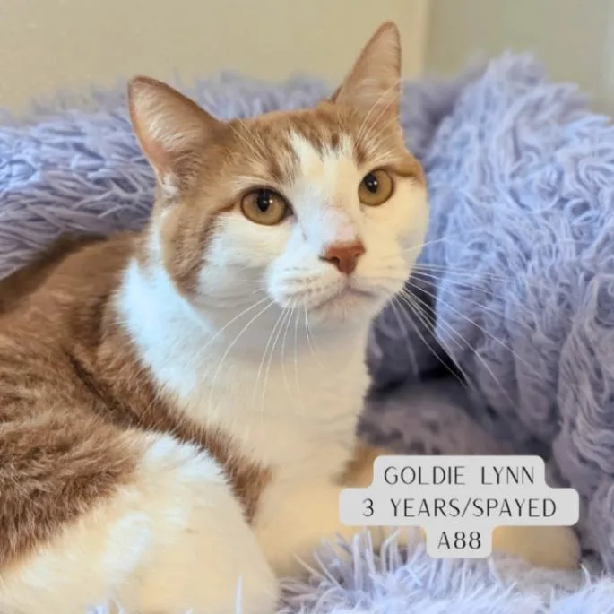 Goldie Lynn