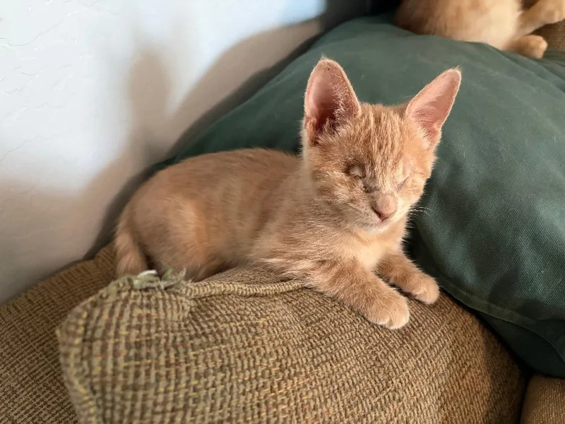 A baby small-sized female Domestic Short Hair cat named Chai Latte Bonded To for adoption in Chandler, AZ