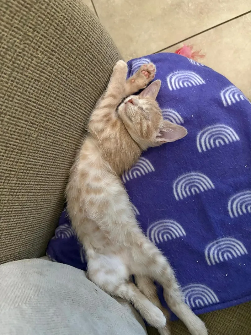 Chai Latte Bonded To thumbnail 2
