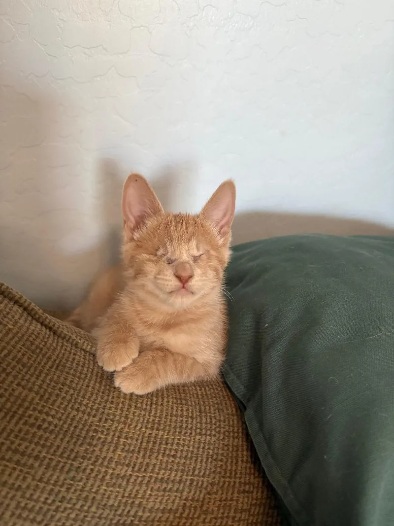 Chai Latte Bonded To thumbnail 3