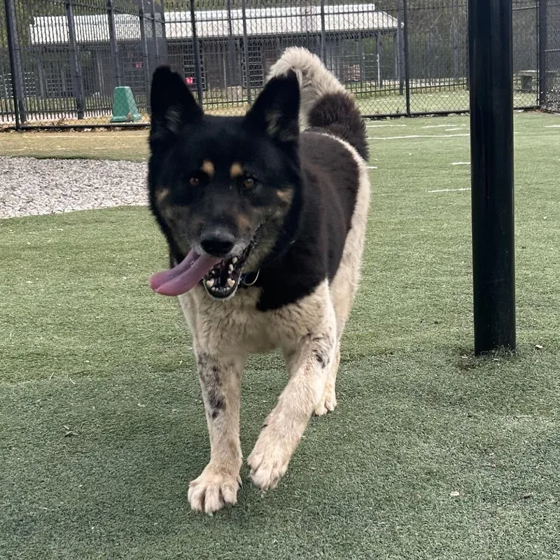 Taye Diggs thumbnail 3